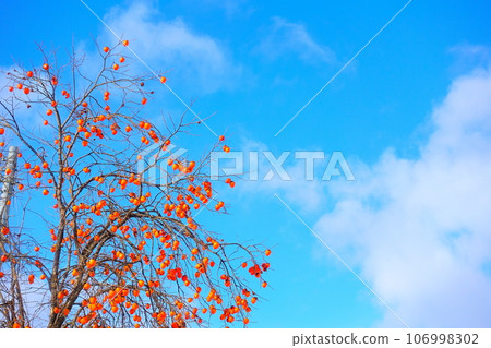 Persimmon Oyster Persimmon Oyster 106998302