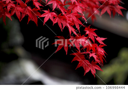 Colorful autumn leaves in the rain 106998444