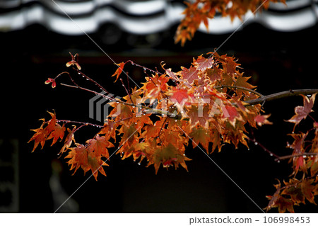 Brightly colored autumn leaves under the eaves in the rain Brightly colored autumn leaves under the eaves in the rain 106998453