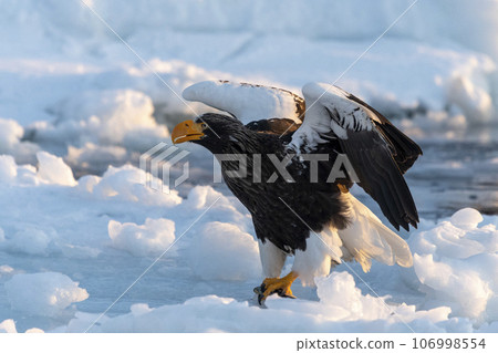 A beautiful Steller's Sea-eagle arrives on the sea ice in the early morning. A beautiful Steller's Sea-eagle arrives on the sea ice in the early morning. 106998554