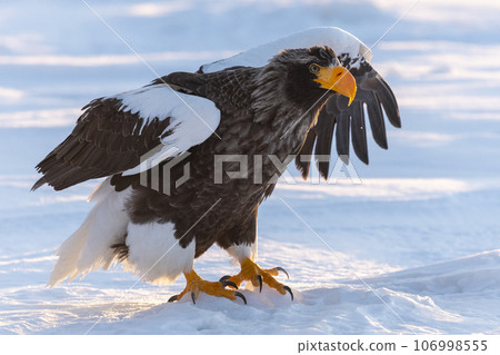 A beautiful Steller's Sea-eagle arrives on the sea ice in the early morning. A beautiful Steller's Sea-eagle arrives on the sea ice in the early morning. 106998555