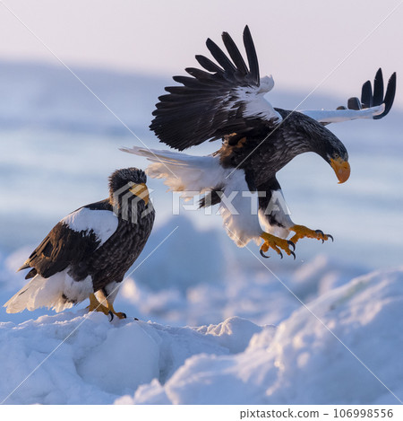 A beautiful Steller's Sea-eagle arrives on the sea ice in the early morning. A beautiful Steller's Sea-eagle arrives on the sea ice in the early morning. 106998556