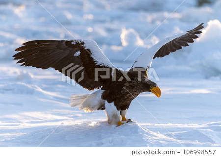 A beautiful Steller's Sea-eagle arrives on the sea ice in the early morning. 106998557
