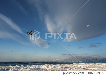 Steller's Sea-eagle in flight over the Nemuro Strait, off the coast of Shiretoko, Japan. 106998918