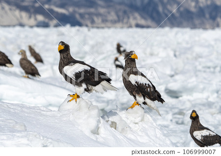 Steller's Sea-eagles posing on drift ice off the coast of Shiretoko, Japan. Steller's Sea-eagles posing on drift ice off the coast of Shiretoko, Japan. 106999007