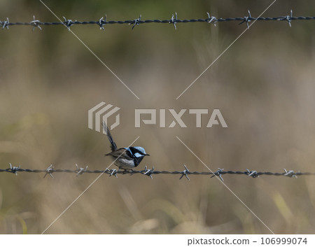 A male Superb Fairy Wren on a rusty barbed wire, in Queensland, Australia. A male Superb Fairy Wren on a rusty barbed wire, in Queensland, Australia. 106999074