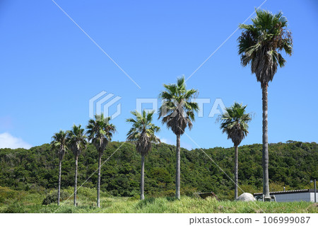 Clear skies and palm trees 106999087