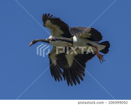 Magpie Geese arriving at a wetland in Queensland, Australia. Magpie Geese arriving at a wetland in Queensland, Australia. 106999092