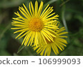 Doronicum, Asteraceae, yellow Alpine wildflower. A single yellow Alpine wildflower with ray-shaped petals in full bloom, set against a green meadow backdrop in early spring  106999093