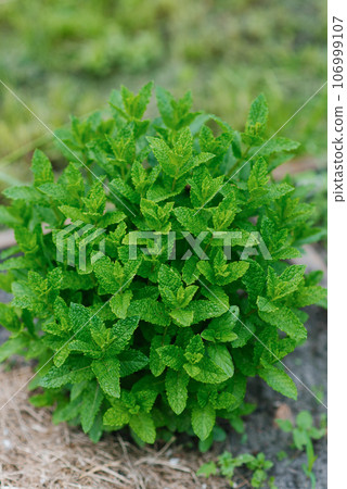 Green mint leaves close-up. Apple organic mint grows in the garden in summer Green mint leaves close-up. Apple organic mint grows in the garden in summer 106999107