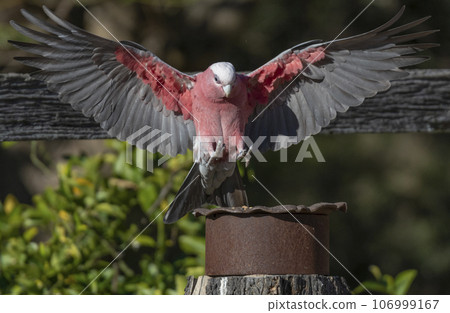 A beautiful Galah arriving to a rusty old tin full of wild bird seed. 106999167