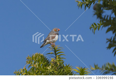 A beautiful little Zebra Finch perched on top of a small pine tree. A beautiful little Zebra Finch perched on top of a small pine tree. 106999198