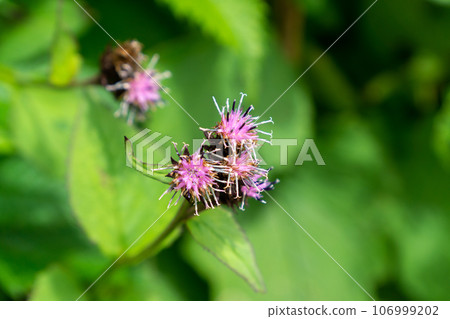 Kurotouchien Kurotouchien 106999202