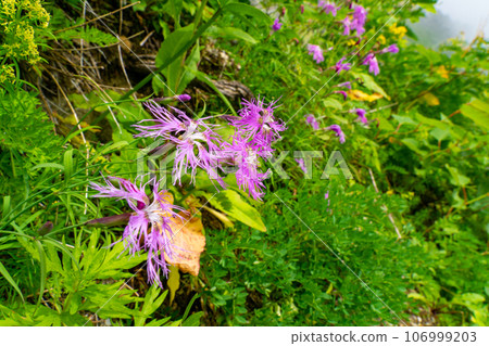 Takane nadesico Takane nadesico 106999203