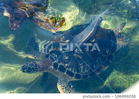 Green turtle and Koban shark 106999208