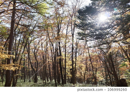 Autumn leaves Sanno Forest Road Nikko Autumn leaves Sanno Forest Road Nikko 106999260