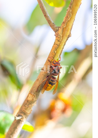 hornet on a branch nibbling the bark of a lilac tree 106999520
