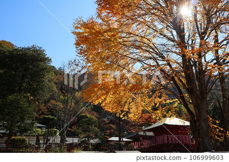 Nikko Futarasan Shrine and autumn leaves Nikko Futarasan Shrine and autumn leaves 106999603