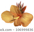 Flowers of the four seasons_photo cutout material (PNG-transparent background/JPG-white background) 106999836