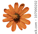 Flowers of the four seasons_photo cutout material (PNG-transparent background/JPG-white background) 107000202