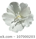 Flowers of the four seasons_photo cutout material (PNG-transparent background/JPG-white background) 107000203