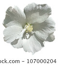 Flowers of the four seasons_photo cutout material (PNG-transparent background/JPG-white background) 107000204