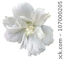 Flowers of the four seasons_photo cutout material (PNG-transparent background/JPG-white background) 107000205