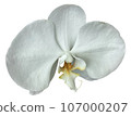 Flowers of the four seasons_photo cutout material (PNG-transparent background/JPG-white background) 107000207