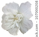 Flowers of the four seasons_photo cutout material (PNG-transparent background/JPG-white background) 107000208