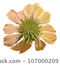 Flowers of the four seasons_photo cutout material (PNG-transparent background/JPG-white background) 107000209