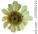 Flowers of the four seasons_photo cutout material (PNG-transparent background/JPG-white background) 107000210