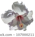 Flowers of the four seasons_photo cutout material (PNG-transparent background/JPG-white background) 107000211