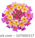 Flowers of the four seasons_photo cutout material (PNG-transparent background/JPG-white background) 107000337