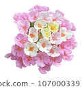 Flowers of the four seasons_photo cutout material (PNG-transparent background/JPG-white background) 107000339