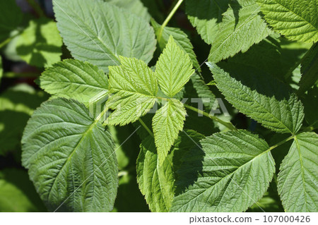 European red Raspberry 107000426