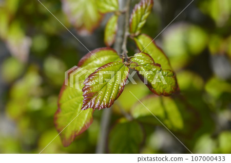 Parottia Persian Spire 107000433