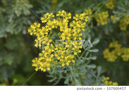 Common rue Common rue 107000457