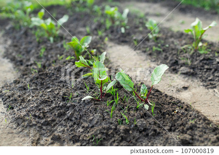 Beet leaves in garden. Growing beets in garden for healthy diet Beet leaves in garden. Growing beets in garden for healthy diet 107000819