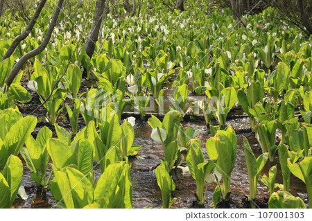 A colony of skunk cabbage at Basho Marsh 107001303