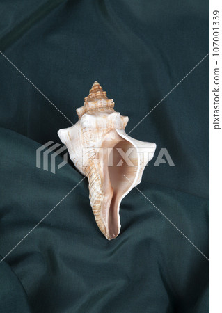 a conch shell on a green wavy curtain a conch shell on a green wavy curtain 107001339