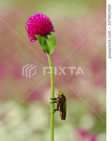 "Blue-eye fly" perching on a stork 107002409
