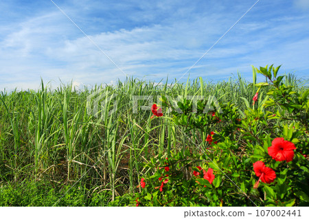 Scenery of Okinawa: sugar cane field and hibiscus 107002441