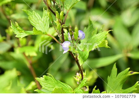 八幡平植物附子 八幡平植物附子 107002779