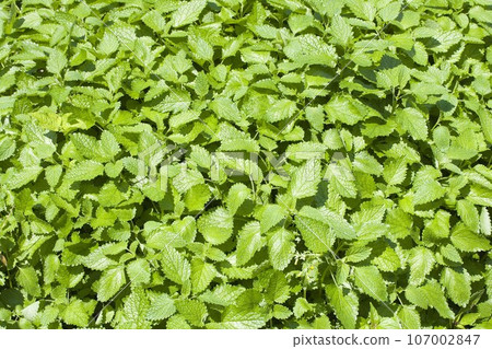 Herb (apple mint) Herb (apple mint) 107002847