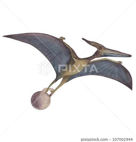 Pterodactyl with a kettlebell. Dinosaur athlete. Watercolor illustration isolated on a white background. Hand drawn 107002944