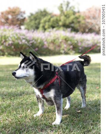 Shiba Inu standing on the lawn 107003451