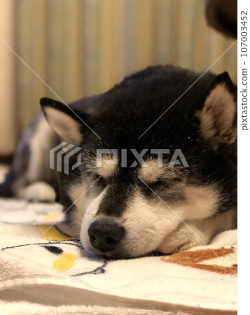 Shiba Inu taking a nap 107003452