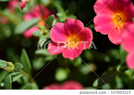 Porchula花 107003525