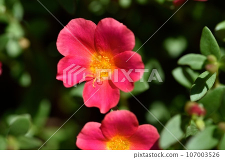 Porchula flower 107003526