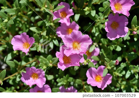 Porchula花 Porchula花 107003529